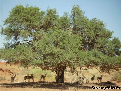 Springböcke: Leben im Sossusvlei: Springböcke im Schatten einer Akazie