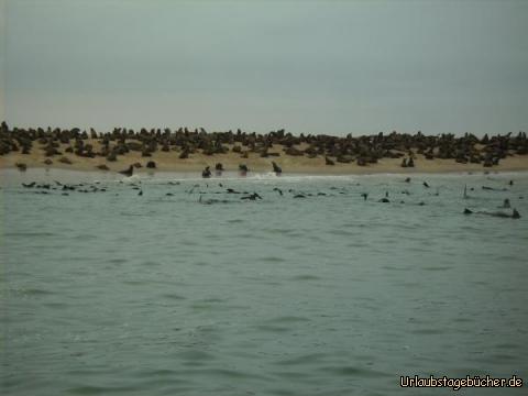 Seehundkolonie: eine große Seehundkolonie auf einer großen Sandbank