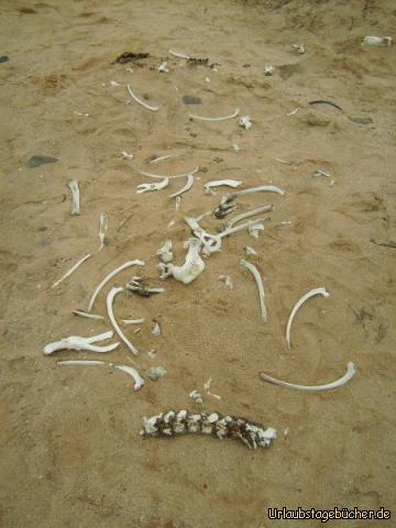 Tiergebeine: Tiergebeine an der Skeleton Coast