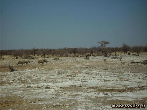 die ersten Tiere: kurz nach der Einfahrt in den Etosha Nationalpark sehen wir die ersten Tiere
(auf diesem Foto: 4 Zebras, 2 Straußen, 2 Impalas und 2 Springböcke)