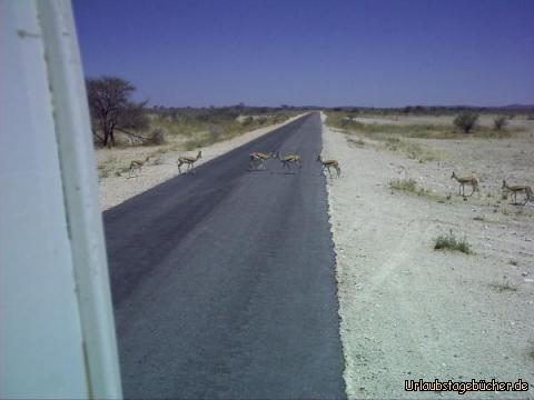 Springböcke kreuzen den Weg: Springböcke kreuzen unseren Weg durch den Etosha Nationalpark