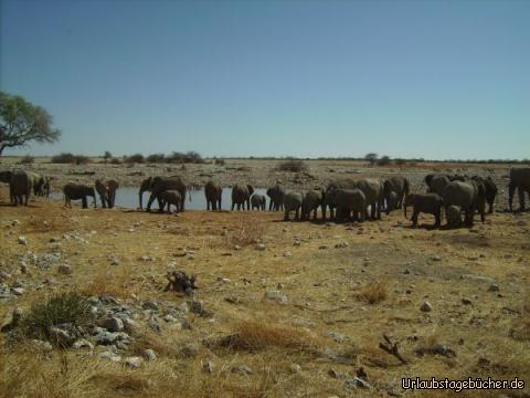 viele Elefanten: viele viele Elefanten am Wasserloch