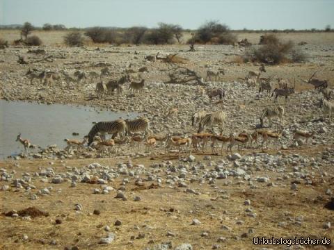 am Wasserloch: am Wasserloch: Zebras, Oryxe und Springböcke