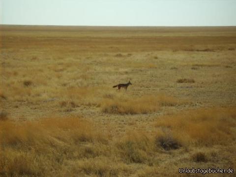 Schakal: ein einsamer Schakal im Etosha Nationalpark
