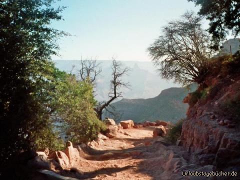 Abstieg: der Abstieg in den Grand Canyon beginnt
hier oben wachsen sogar noch Pflanzen