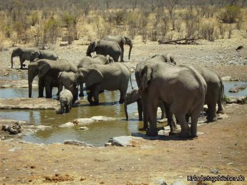 Elefanten: Elefanten am und im Wasserloch