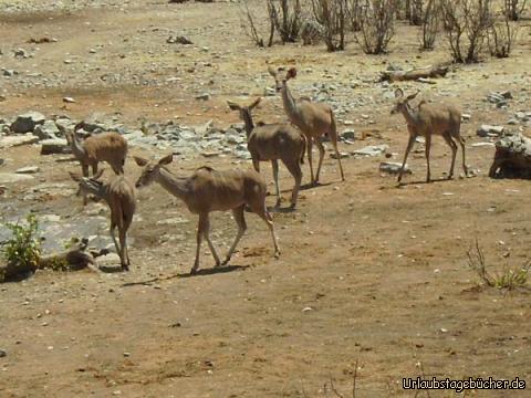 Kudus: Kudus am Wasserloch von Halali im Etosha Nationalpark