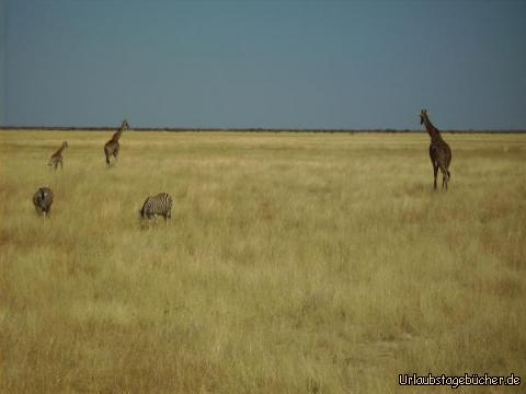 Giraffenfamilie: eine Giraffenfamilie im Etosha Nationalpark
(und natürlich wieder ein paar Zebras mit im Bilde)