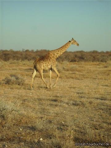 Giraffe: eine Giraffe im Etosha Nationalpark