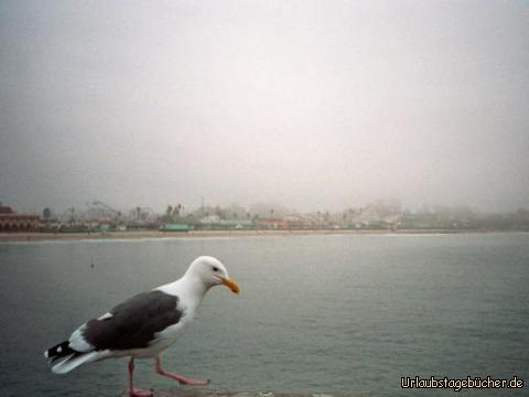 Möwe: nochmal der Strand von Santa Cruz, bloß diesmal mit Möwe im Vordergrund