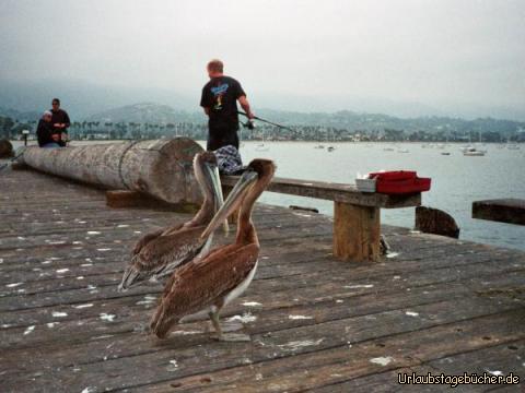 Pelikane: Pelikane auf dem Stearns Wharf von Santa Barbara