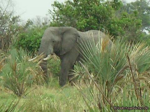 Elefantenbulle: ein beeindruckender Elefantenbullen in freier Wildbahn