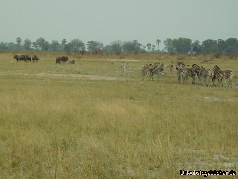 Zebras und Gnus: eine Zebra- und Gnu-Herde im Okawango Delta