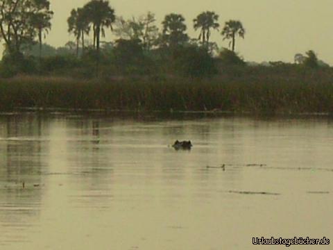 Flusspferd: Flusspferde im Okawango Delta
(jedenfalls sieht man etwas vom Flusspferdkopf - die Öhrchen und die Nase)