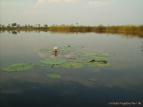 Seerose: eine Seerose im Okawango Delta