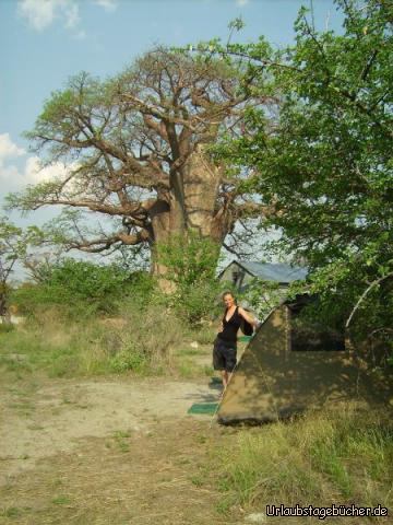 unser Zelt: Katy und unser Zelt vor einem gigantischen Affenbrotbaum