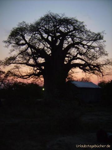 Sonnenaufgang: Sonnenaufgang hinter einem gigantischen Affenbrotbaum