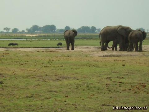 Elefanten und Flusspferde: Elefanten (rechts) und Flusspferde (hinten links) im Chobe Nationalpark