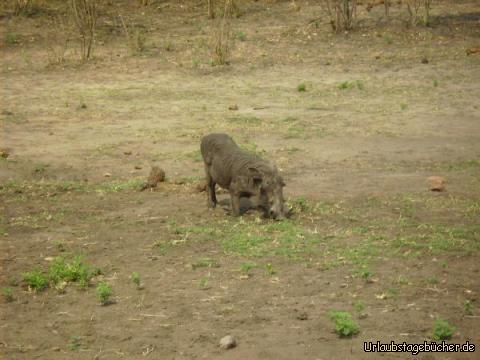 Warzenschwein: ein Warzenschwein im Chobe Nationalpark