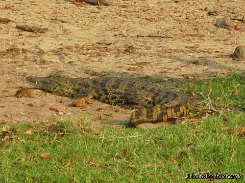 Krokodil: ein Krokodil im Chobe Nationalpark