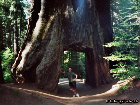 Tunnelsequoia: ein Sequoia, durch den ein Tunnel getrieben wurde