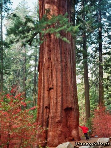 ich am Sequoia: ich neben einem Mammutbaum im Yosemite National Park