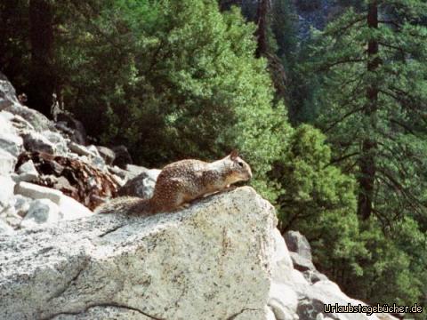 squirrel: eines der vielen Eichhörnchen, die wir im Yosemite National Park sehen
