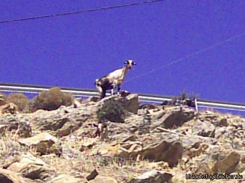 Ziege: eine Ziege auf Naxos
(ich glaub die wollte unbedingt von mir geknippst werden)