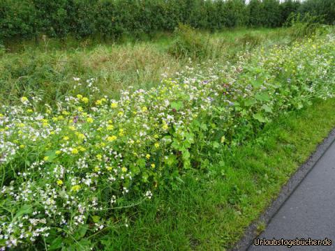 Blumenwiese in Hollern-Twielenfleth: 