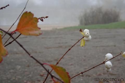 Herbstimmung am See in Lehrberg : 