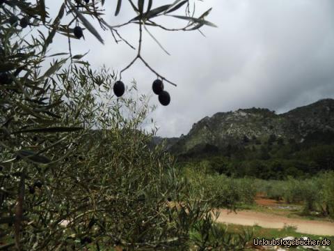 Olivenbäume in der Sierra Blanca: Olivenbäume in der Sierra Blanca