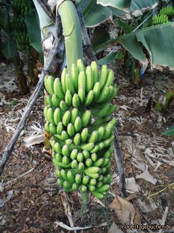 Bananen auf La Palma: Bananen auf la Palma