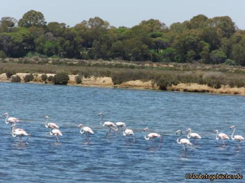 Flamingokolonien in der Ria Formosa: Flamingokolonien in der Ria Formosa