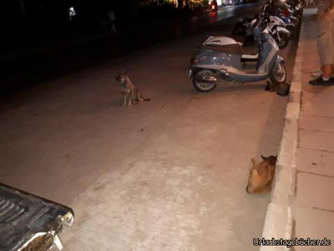 Hunde in Koh Chang: 