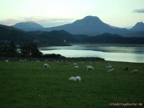 Gairloch : weidende Schafe in Gairloch,
während die Sonne hinter den Bergen am Loch Gairloch untergeht