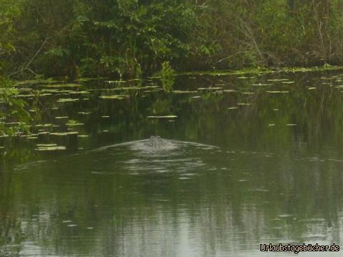 Alligatorfarm: ein vor uns fliehender Alligator am Royal Palm Visitor Center
im Everglades National Park Florida