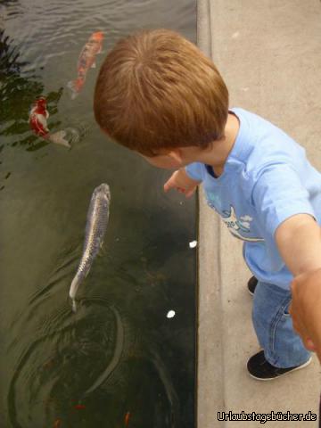 Lily Pond: aufgrund der "aufregenden" Fische im Lily Pond des Balboa Parks von San Diego
können Mama und Papa meinen Bruder Viktor kaum davon abhalten, ins Wasser zu springen