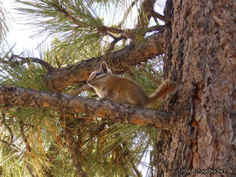 Streifenhörnchen: als wir den Sunset Point - unseren ersten Anlaufpunkt im Bryce Canyon Nationalpark - erreichen,
erwartet uns auf dem Parkplatz ein Empfangskomitee, mit dem wir nicht gerechnet haben:
Chipmunks - Streifenhörnchen