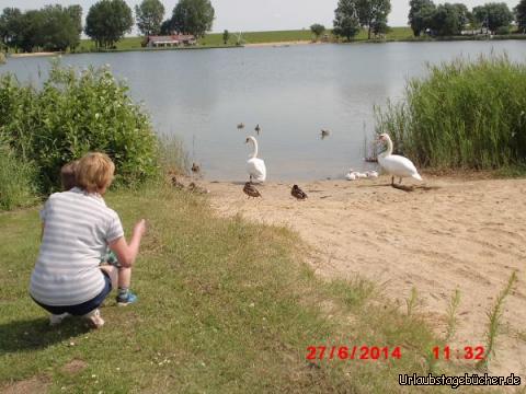 Viktor und der Schwan: Da halte ich lieber Abstand!