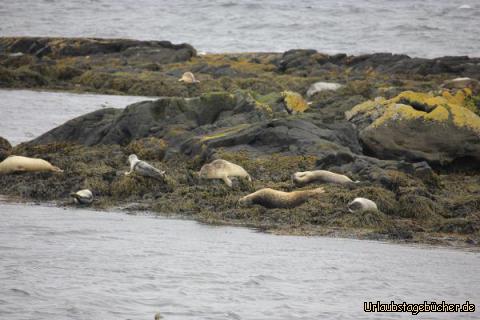 Island 10.Tag 9: Seehunde auf der Halbinsel Vatnsnes