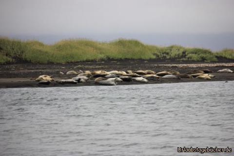 Island 10.Tag 14: noch mehr Robben