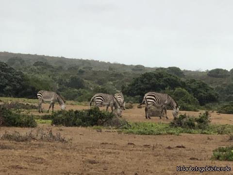Kapzebras: Kap-Zebras neben unserem Farmhouse