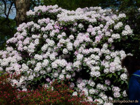 Hamburg32: Rhododendron