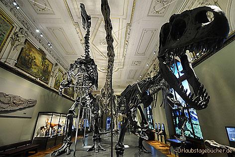 Knochen des Dinosauriers: Ausstellungen aus dem Museum.