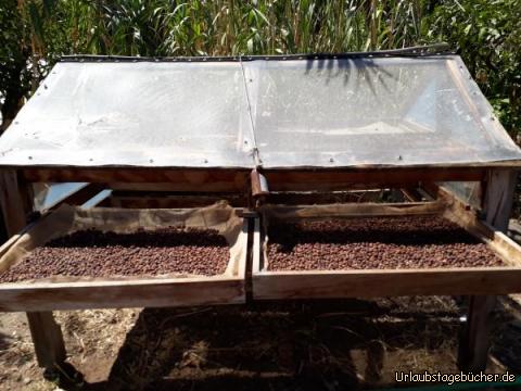 : Kaffeeplantage (Los Castaños in San Pedro im Valle de Agaete)