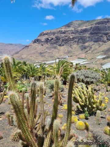 Kakteenvegetation: Kakteenvegetation