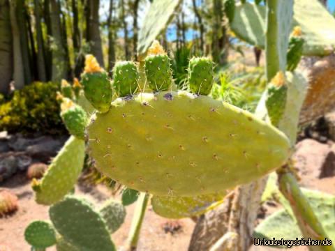 Cactualdea Park: Cactualdea Park