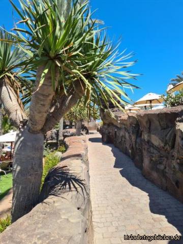 Drachenbaum : Drachenbaum 