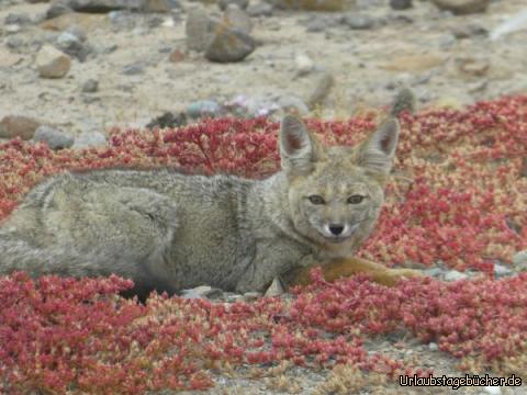 Atacama Fuchs : Fuchs am Wegesrand 