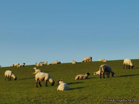 Schafe: Schafe auf dem Deich 